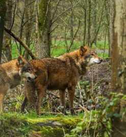 the wolves sarah delappe pdf